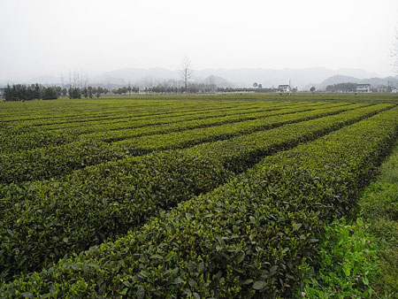 湖南茶園初春時(shí)節(jié)采茶忙