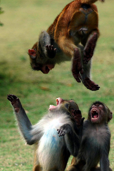 面朝大海的獼猴王國(guó)