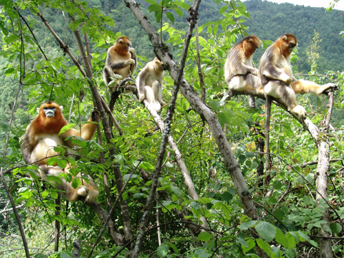 專家建議出臺(tái)靈長(zhǎng)類動(dòng)物旅游科學(xué)規(guī)范